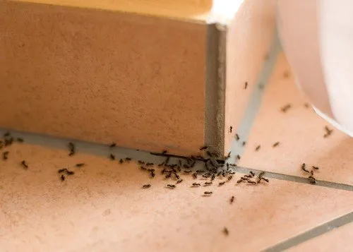 Ant Control Image