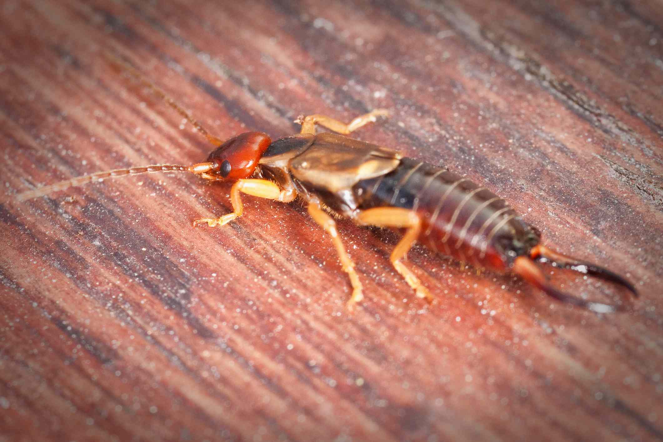 Earwig Control Image