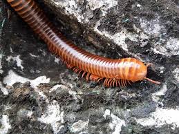 Centipede & Millipede Control Image