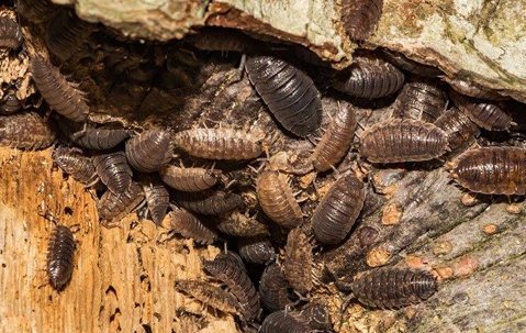 Pill Bug Control Image