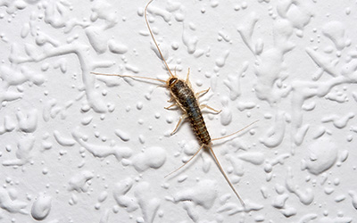 Silverfish Control Image