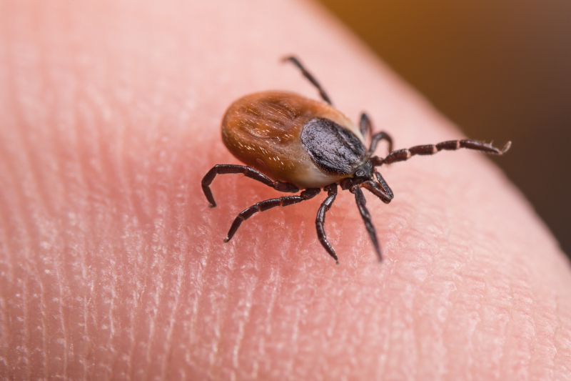 Tick Control Image