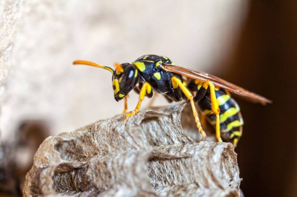 Wasp Control Image